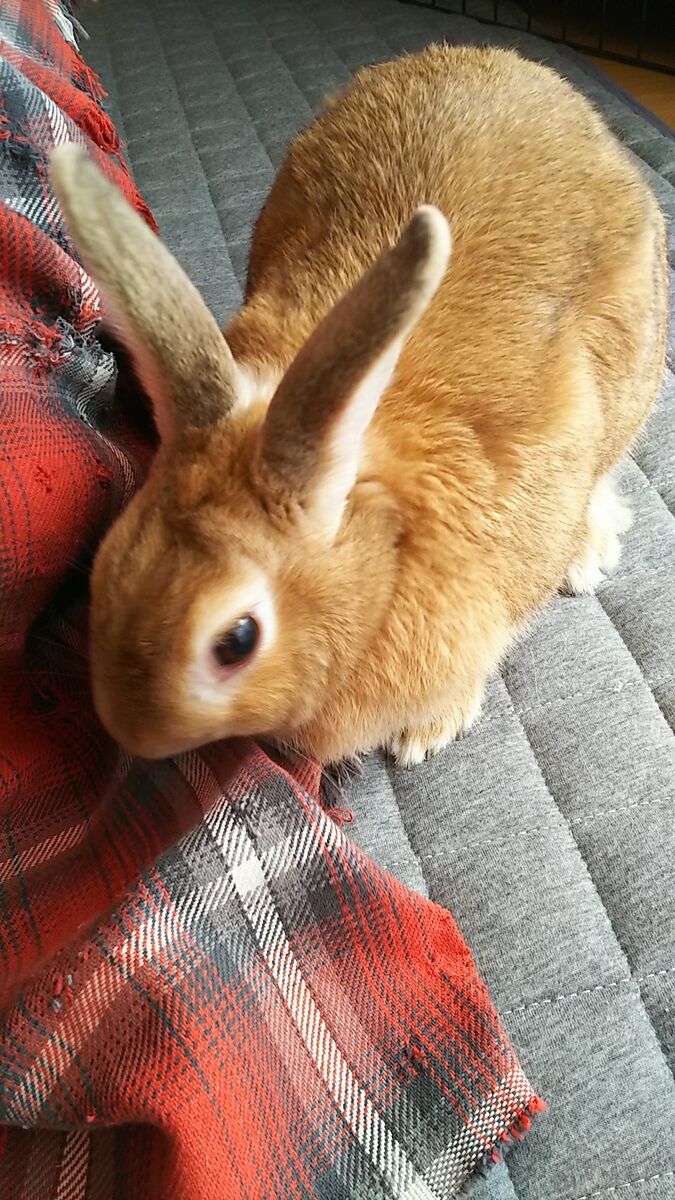 f:id:fp-maruko:20210910162954j:plain