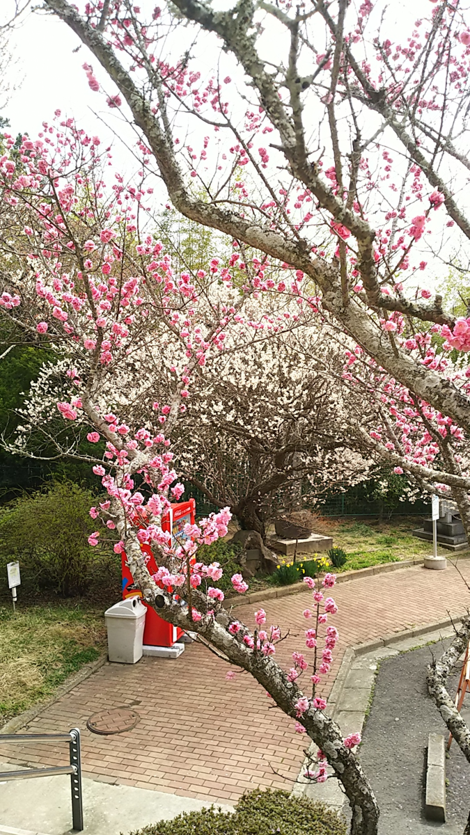 f:id:fp-maruko:20210331201943p:plain