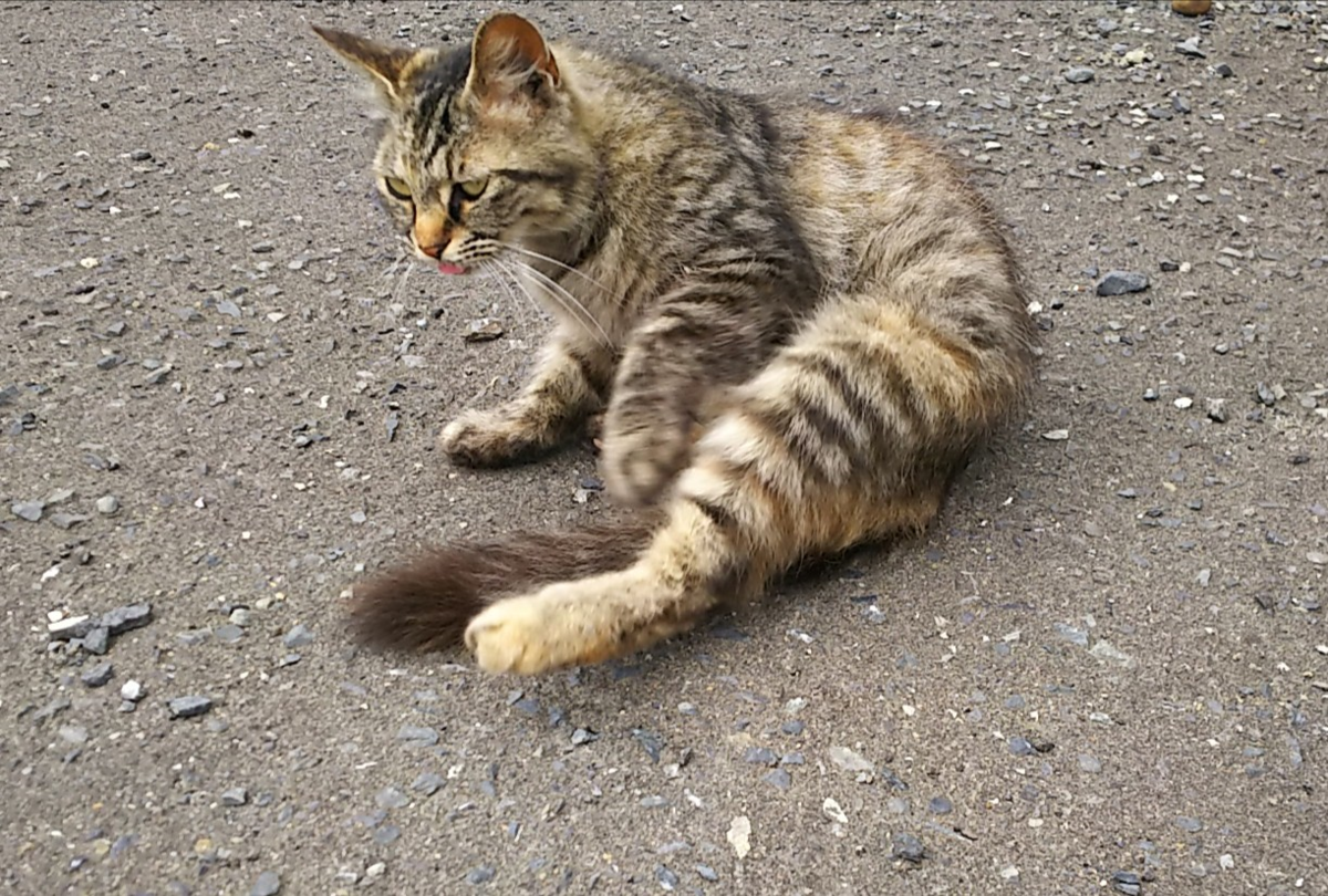 f:id:fp-maruko:20210619170919p:plain