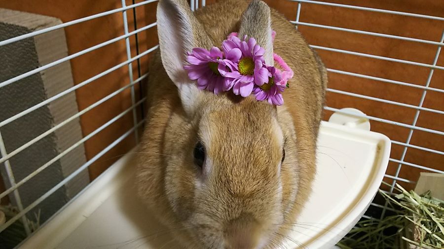 f:id:fp-maruko:20201207223715j:plain