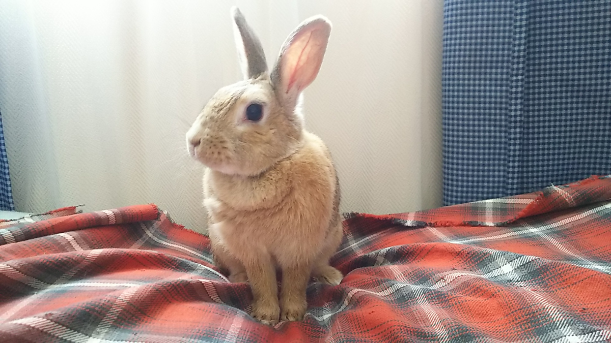 f:id:fp-maruko:20210501145416p:plain