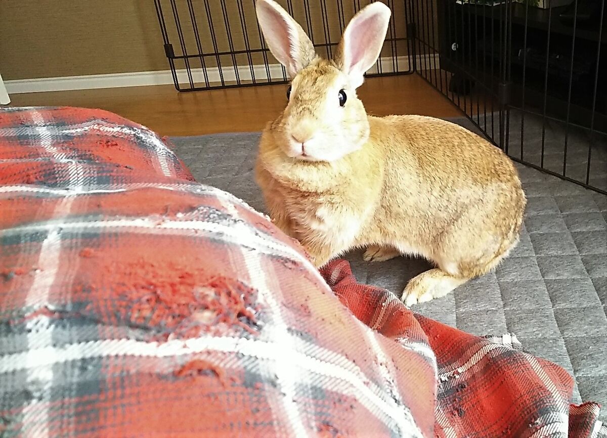 f:id:fp-maruko:20210706175529j:plain