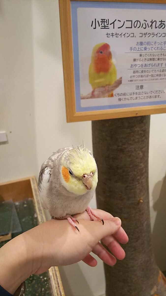 f:id:fp-maruko:20210724213535j:plain