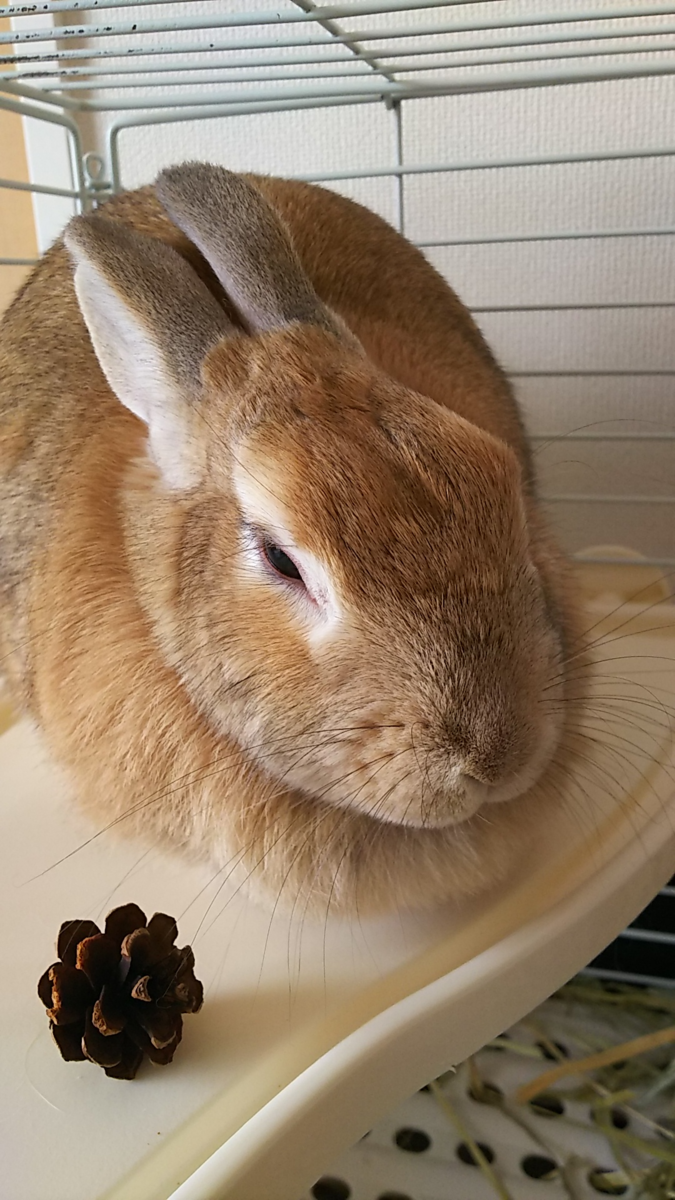 f:id:fp-maruko:20210422214147p:plain