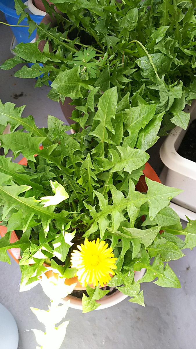 f:id:fp-maruko:20210501152334p:plain