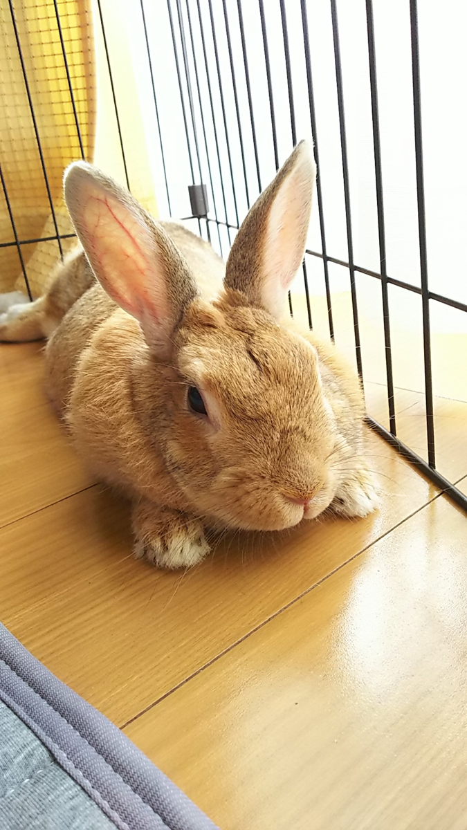 f:id:fp-maruko:20210706174019p:plain