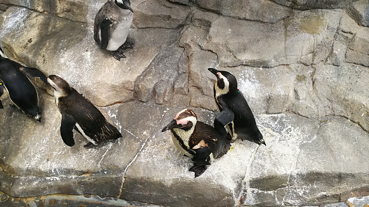 f:id:fp-maruko:20210722220417p:plain