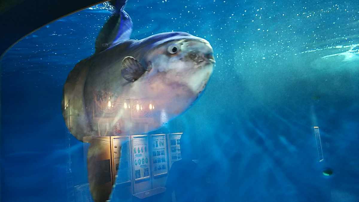 f:id:fp-maruko:20210722223352p:plain