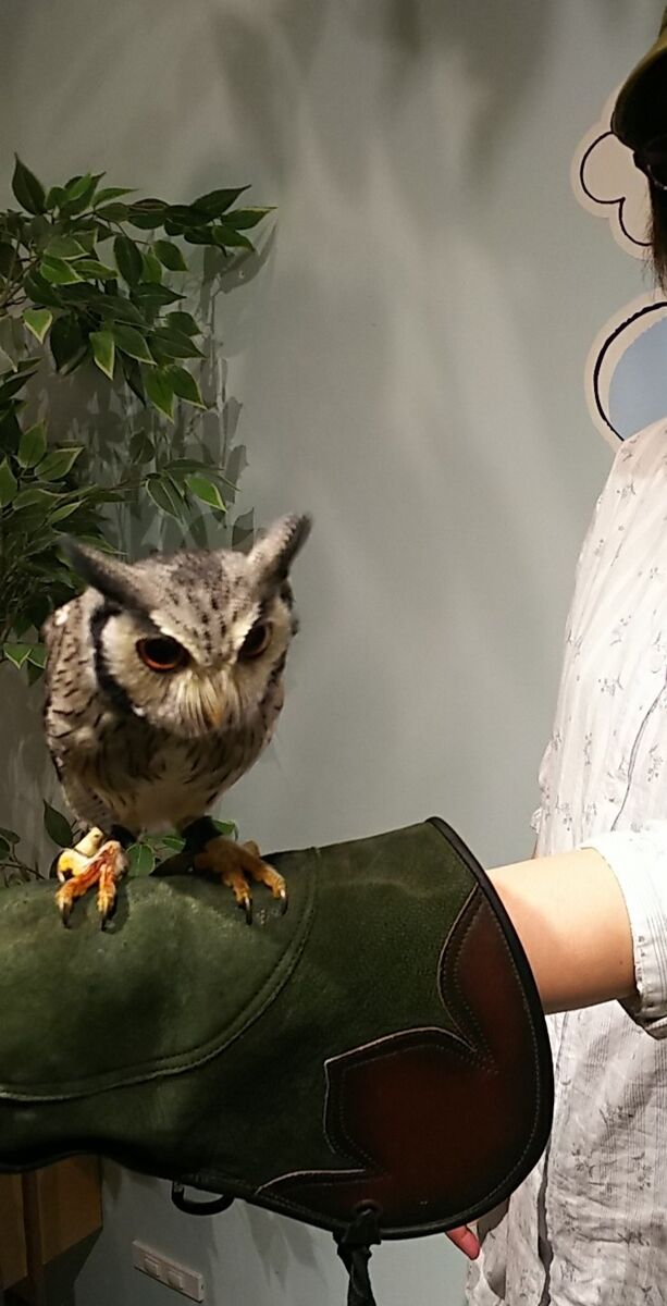 f:id:fp-maruko:20210724211001j:plain