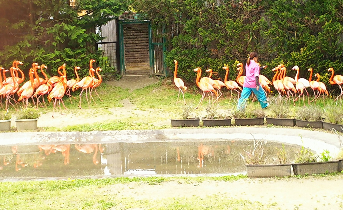 f:id:fp-maruko:20210510204457p:plain