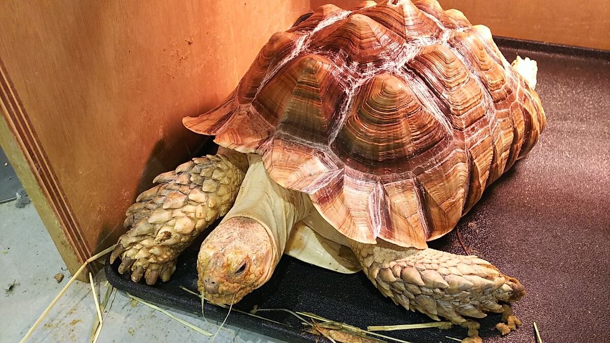 f:id:fp-maruko:20210724213340j:plain