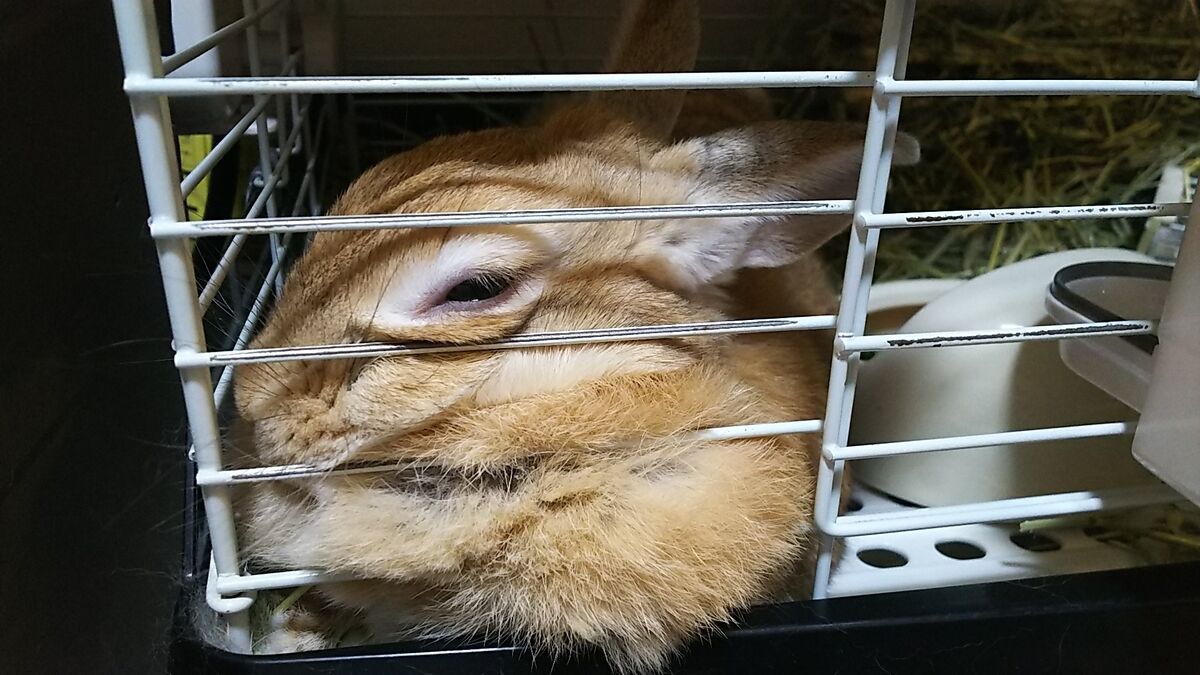 f:id:fp-maruko:20210821155739j:plain