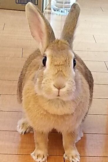 f:id:fp-maruko:20201231230024j:plain