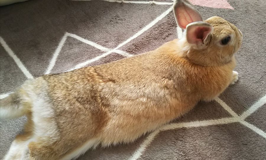 f:id:fp-maruko:20210224174130j:plain