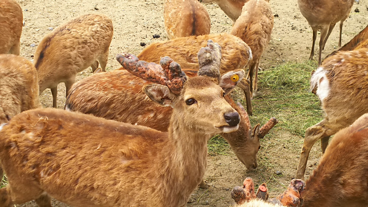 f:id:fp-maruko:20210508180146p:plain