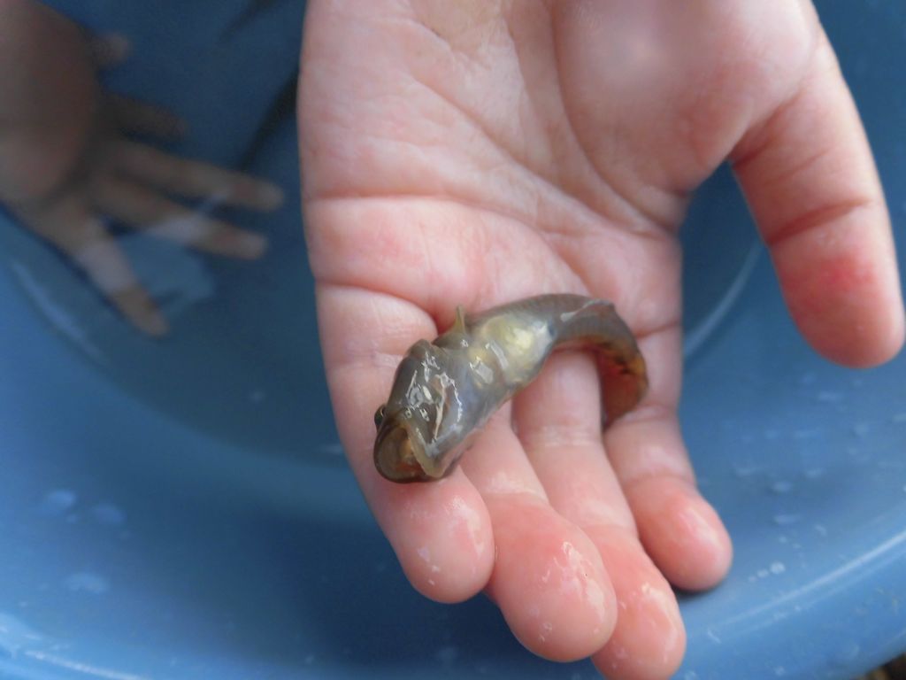 川の生き物 Marumadoshanのblog 川の生き物 Marumadoshanのblog