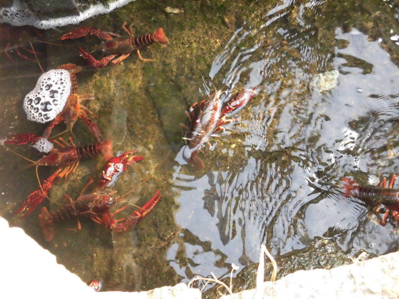 川の生き物 Marumadoshanのblog 川の生き物 Marumadoshanのblog