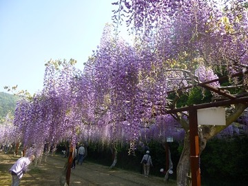 藤まつり1