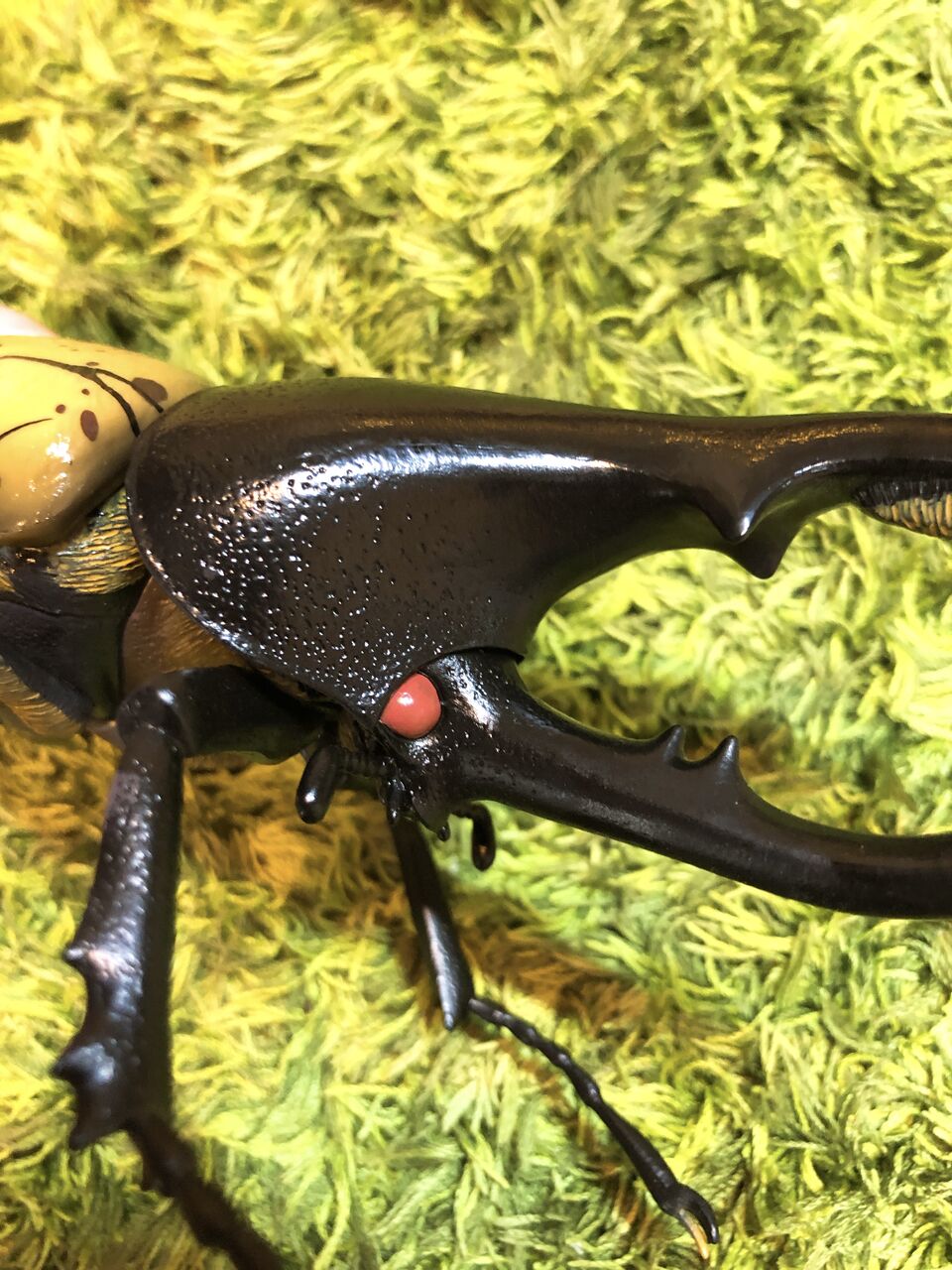 ○専用○ 昆虫　A賞　Ｂ賞 一番くじ 昆虫 LIFE with INSECT｜一番くじ倶楽部｜BANDAI
