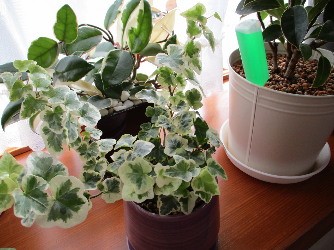 まるめがねの いつも ありがとう 出窓で観葉植物を育てています