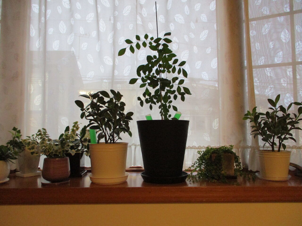 まるめがねの いつも ありがとう 出窓で観葉植物を育てています まるめがねの いつも ありがとう 出窓で観葉植物を育てています