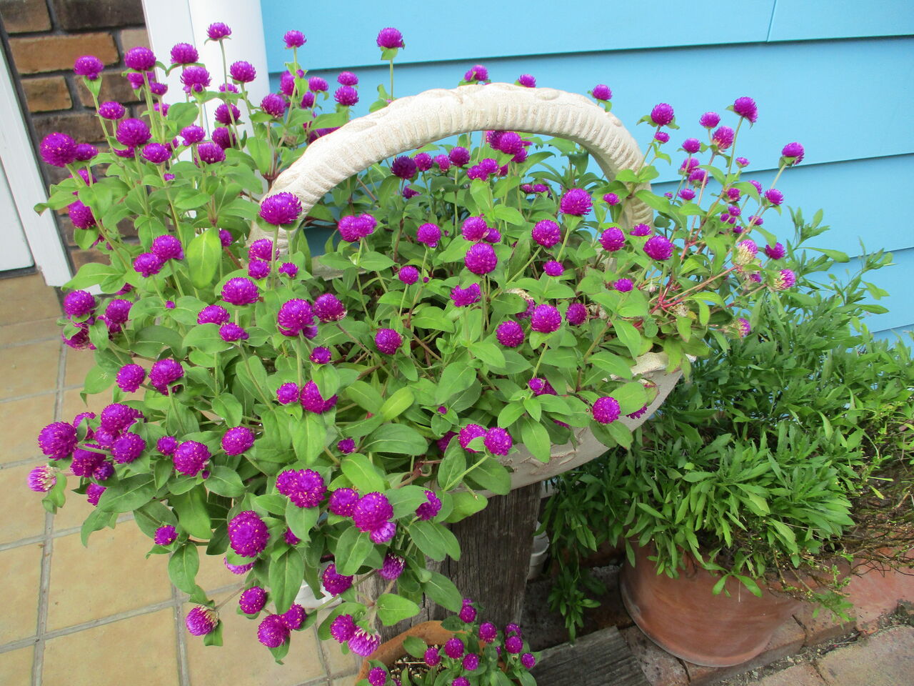 まるめがねの いつも ありがとう 千日紅の花が満開です