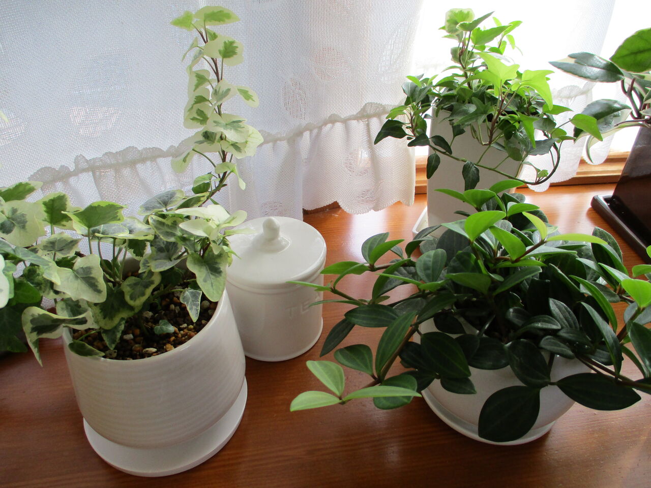 まるめがねの いつも ありがとう 出窓で観葉植物を育てています まるめがねの いつも ありがとう 出窓で観葉植物を育てています