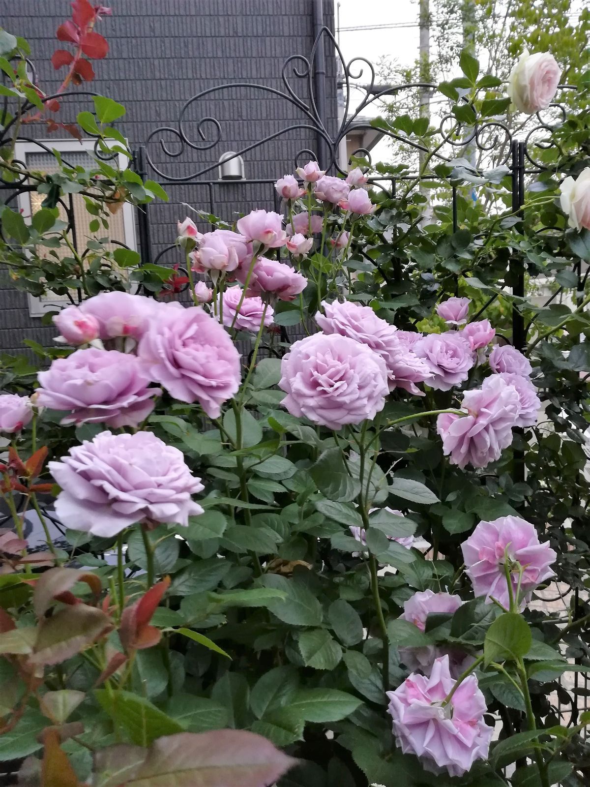ノヴァーリス咲く うっかりポチしたバラ 創作の杜 ノルン