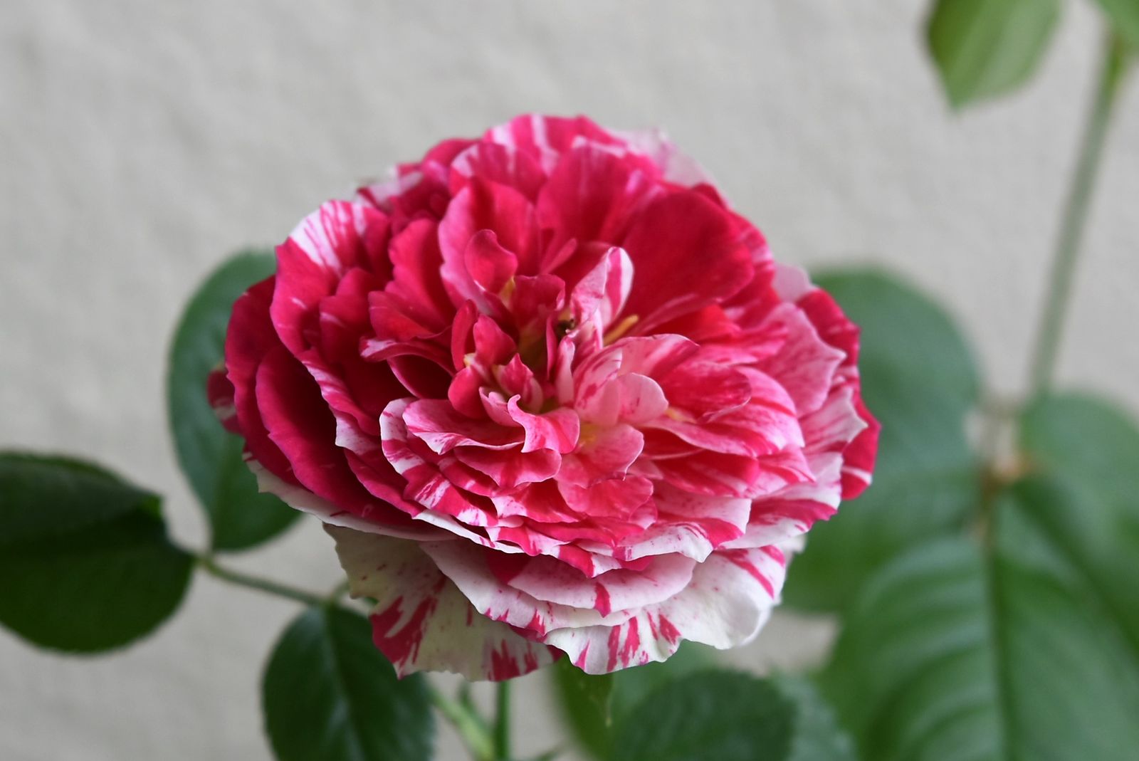 ベランダのバラ センチメンタルが香りもよい 創作の杜 ノルン