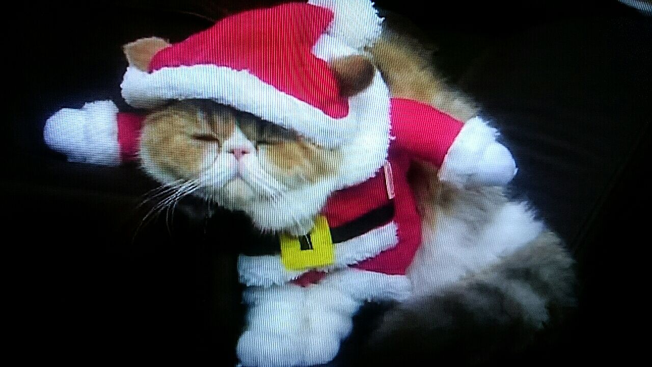 マルミblog まるみかふぇぶろぐ ちくわちゃん ドラマ オトナ女子 猫 サンタクロース マルミblog まるみかふぇぶろぐ ちくわちゃん ドラマ オトナ女子 猫 サンタクロース