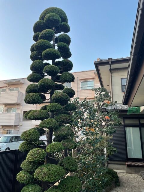 サザンカ Greenart盛安造園のblog