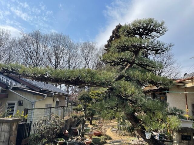 透かし剪定 Greenart盛安造園のblog