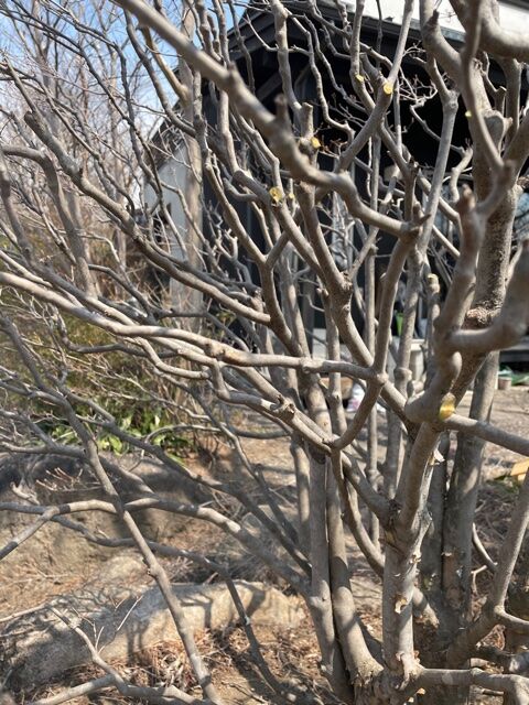 ドウダンツツジの枝抜き大好きです Greenart盛安造園のblog