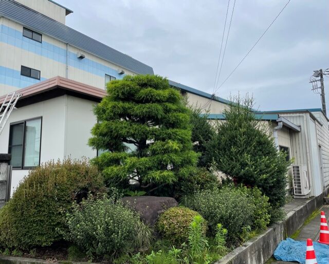 糸ヒバ剪定 Greenart盛安造園のblog