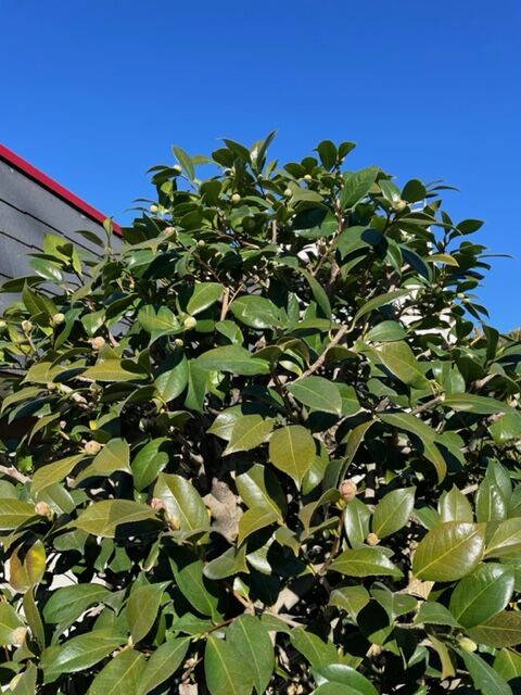 透かし剪定 Greenart盛安造園のblog 透かし剪定 Greenart盛安造園のblog