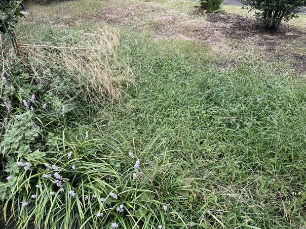 メヒシバ駆除 Greenart盛安造園のblog メヒシバ駆除 Greenart盛安造園のblog