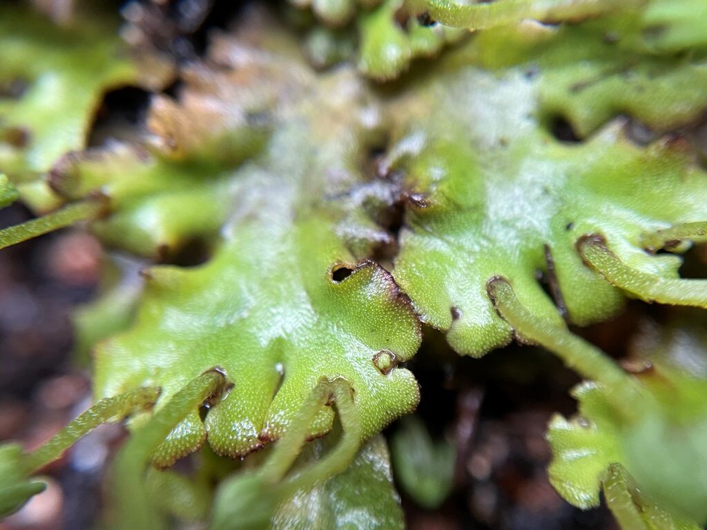 【苔観察】ゼニゴケ（銭苔） : 苔庵