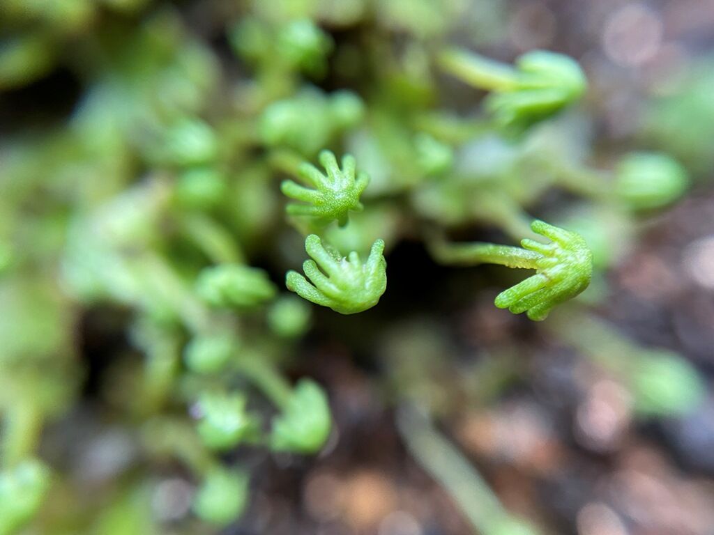 【苔観察】ゼニゴケ（銭苔） : 苔庵