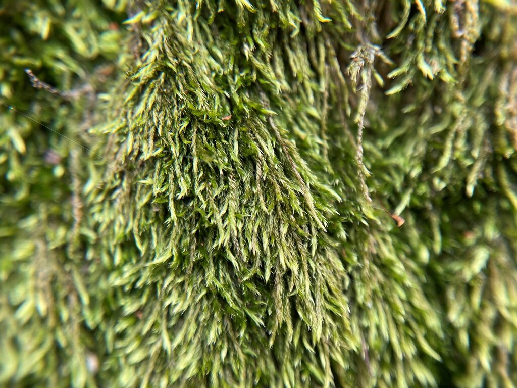 苔観察 コモチイトゴケ 子持糸蘚 苔庵