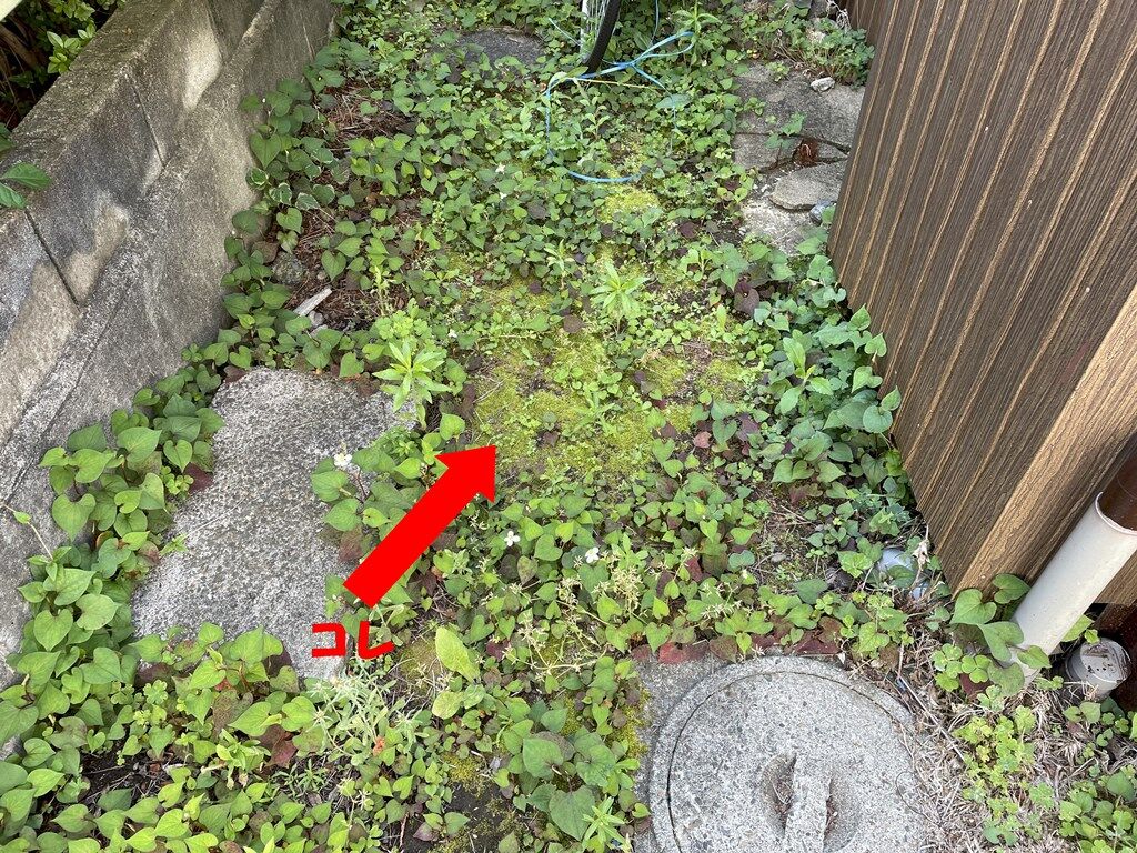 苔採取 苔盆栽 ホソウリゴケ 細瓜蘚 苔庵