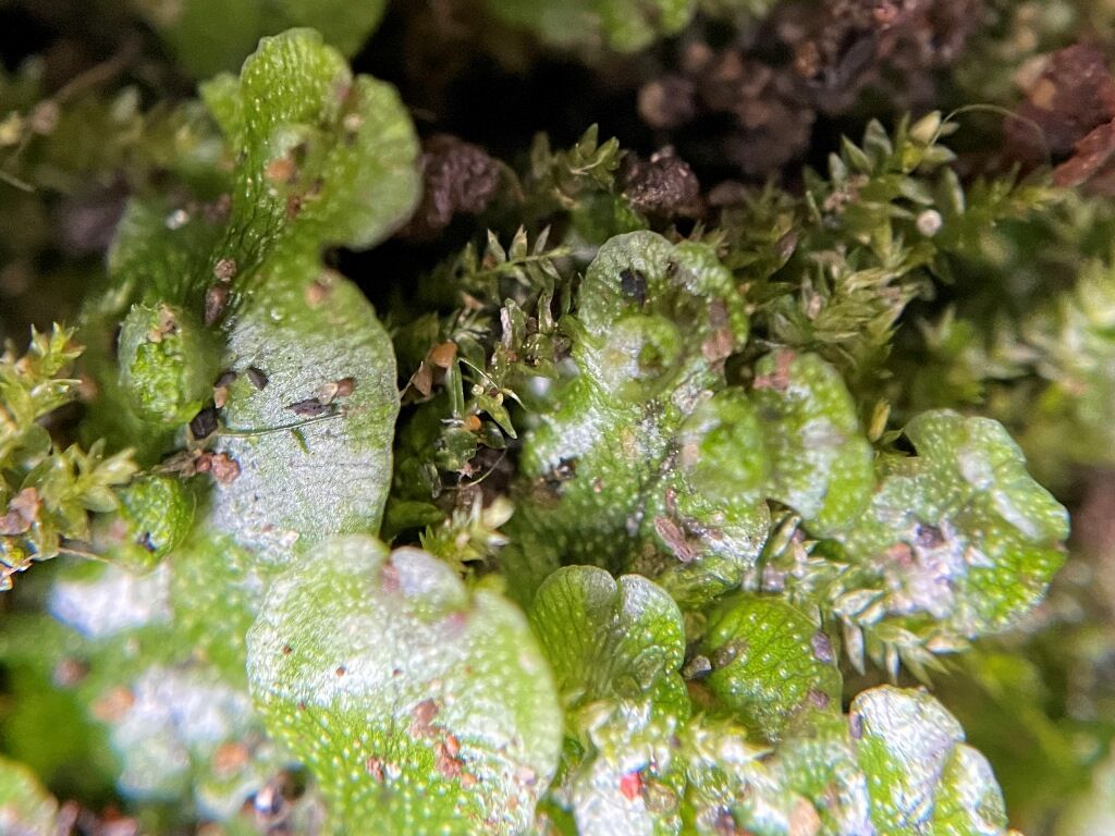 ケゼニゴケ科 : 苔庵