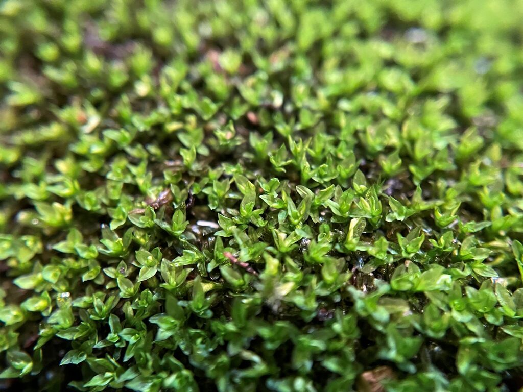 苔採取 苔盆栽 ハマキゴケ 葉巻蘚 苔庵 苔採取 苔盆栽 ハマキゴケ 葉巻蘚 苔庵