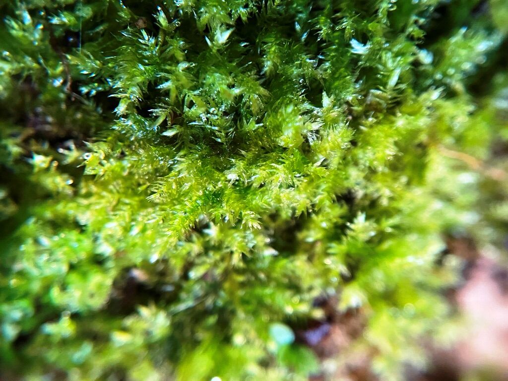 苔採取 苔盆栽 ホソウリゴケ 細瓜蘚 苔庵 苔採取 苔盆栽 ホソウリゴケ 細瓜蘚 苔庵
