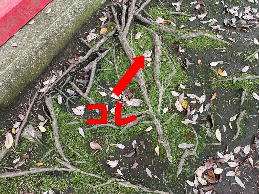 苔採取 苔盆栽 ハマキゴケ 葉巻蘚 苔庵 苔採取 苔盆栽 ハマキゴケ 葉巻蘚 苔庵