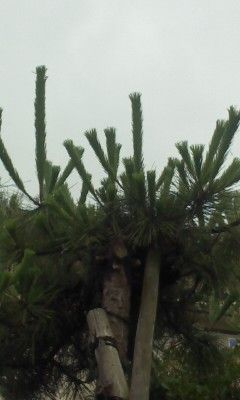 PA0_0106