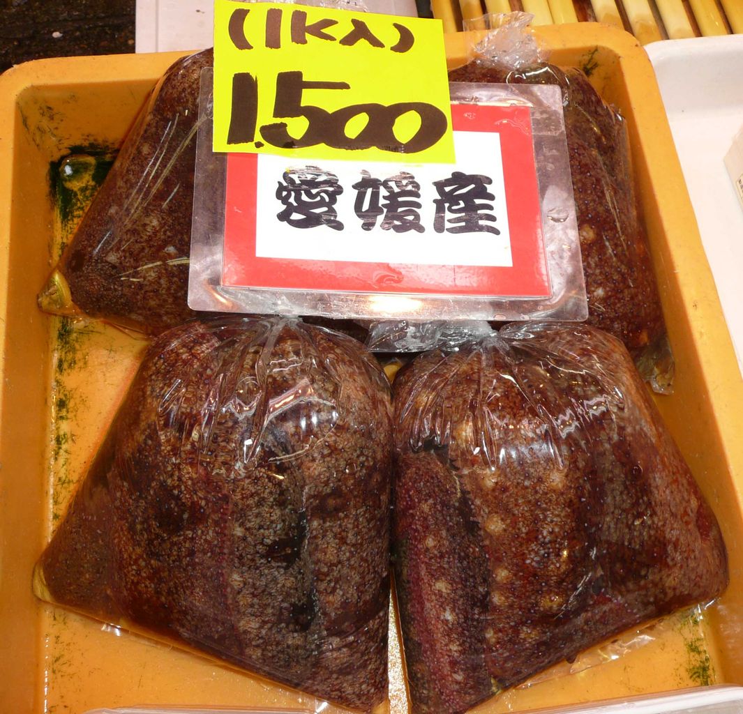 コリコリした美味しさ 赤ナマコ 愛媛産 鮮魚 有 丸正水産 京都中央卸売市場