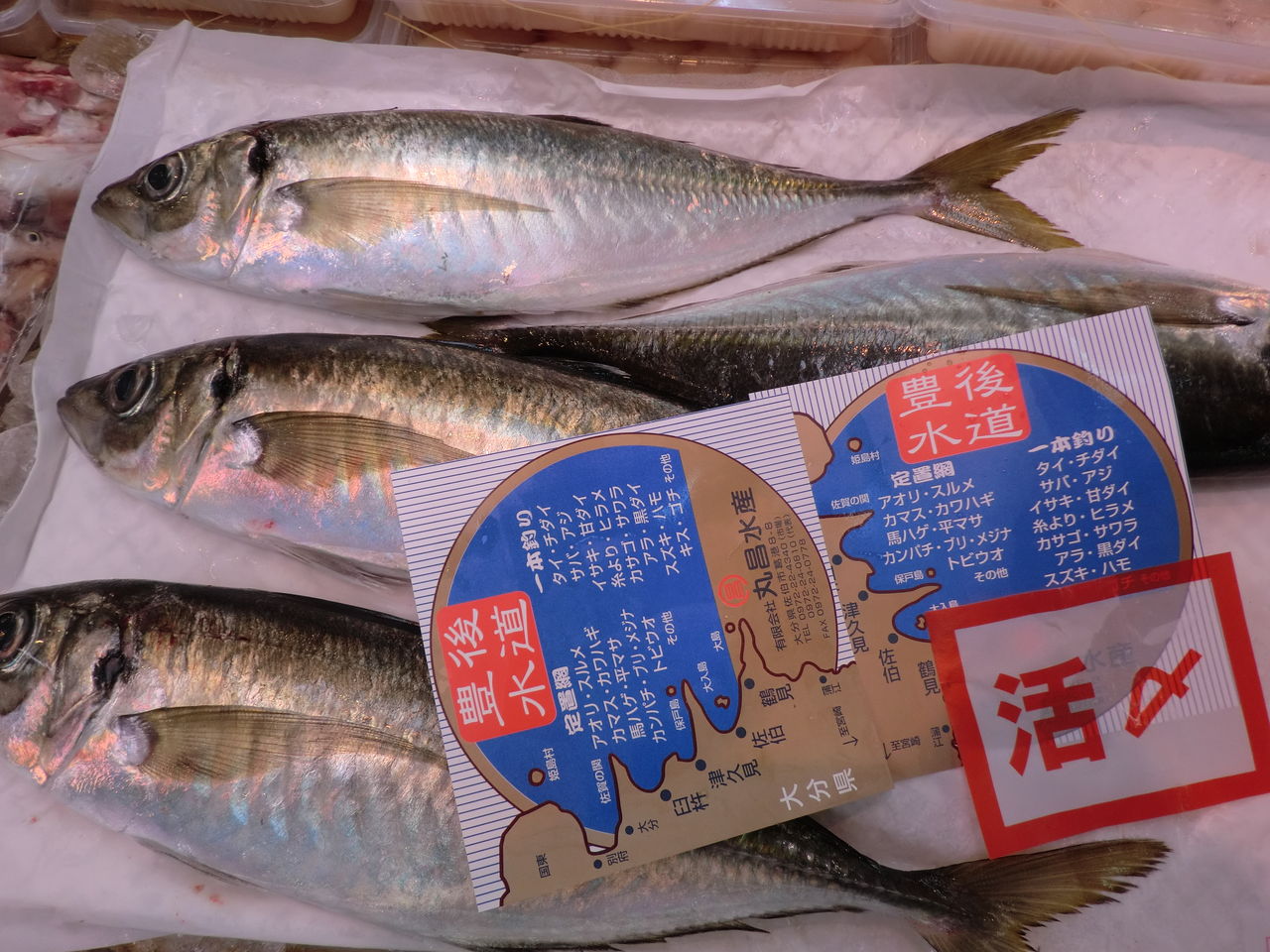 豊後水道 活け締め鯵 鮮魚 有 丸正水産 京都中央卸売市場