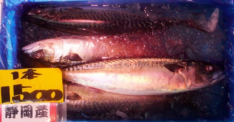 鯖（静岡）