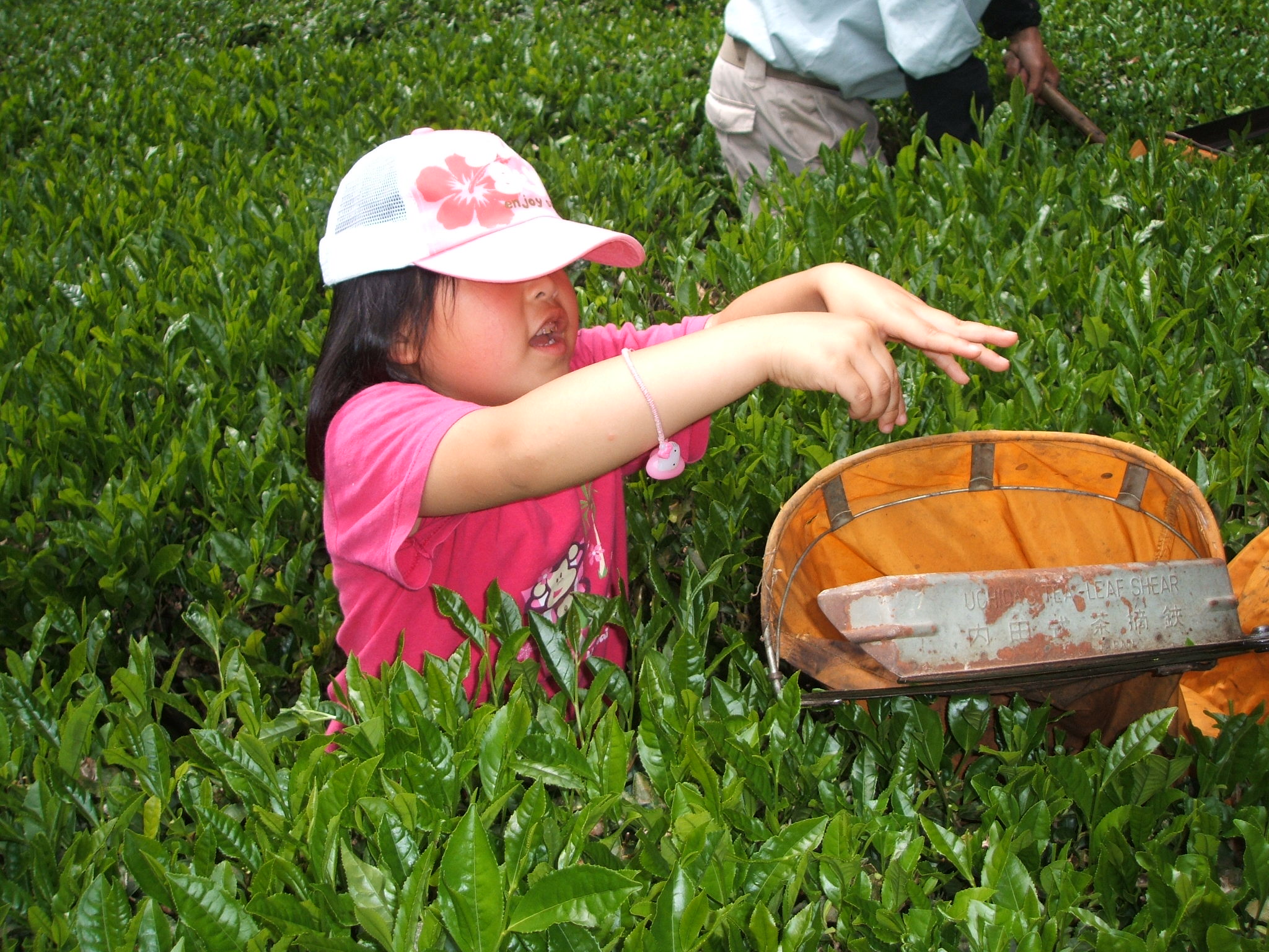 お茶摘みの手伝いに行ってきました : 鶏の丸焼きスタッフの日記