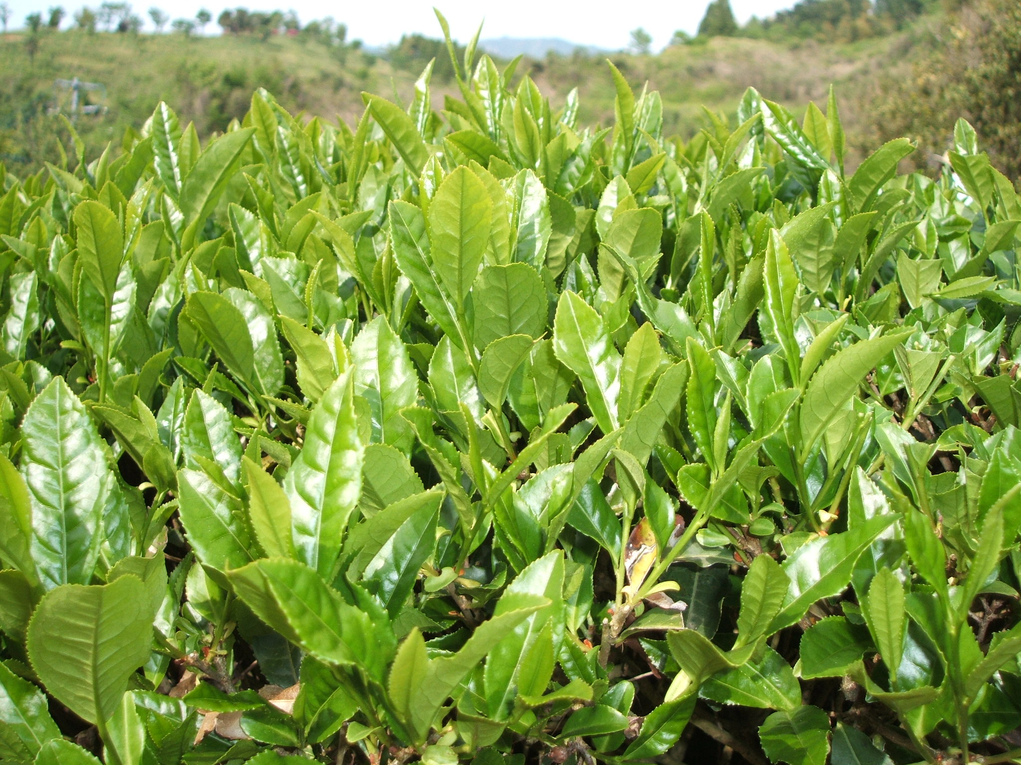 お茶摘みの手伝いに行ってきました : 鶏の丸焼きスタッフの日記